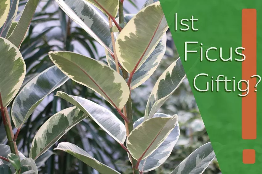 Is ficus giftig? Informatie over 10 soorten zoals 'Ginseng', Lyrata & Co