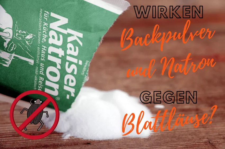 Baking soda en baking soda tegen bladluizen: werkt het?